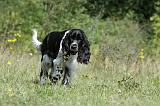 SPRINGER SPANIEL 020